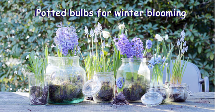Potted bulbs garden plant for February