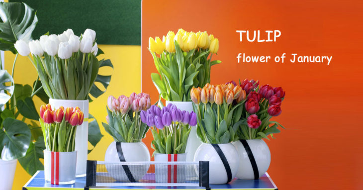 Tulip flower of January
