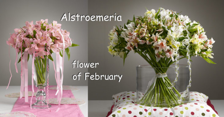 Alstroemeria flower of February