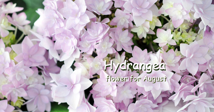 Hydrangea flower for August
