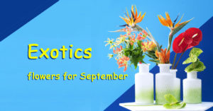 Exotics flowers for September