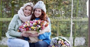Tulip flower for January