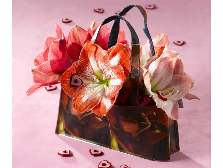 Amaryllis