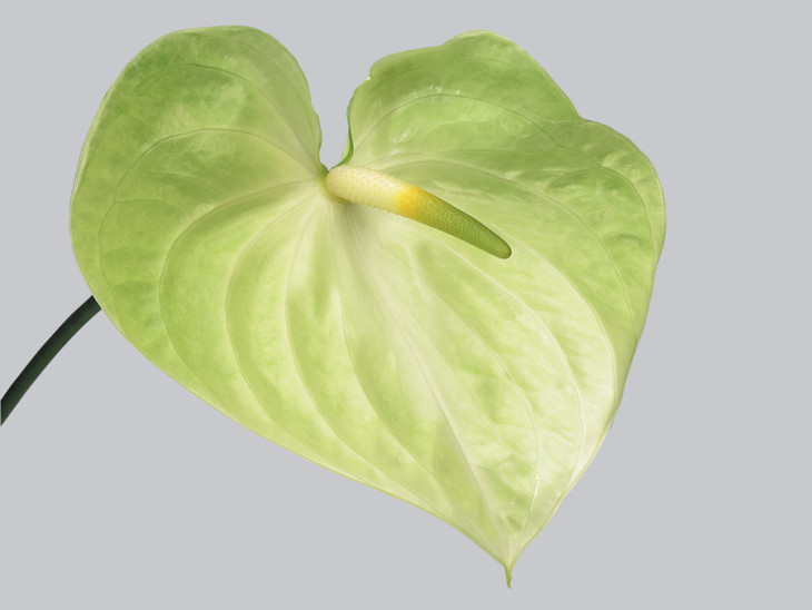 Anthurium