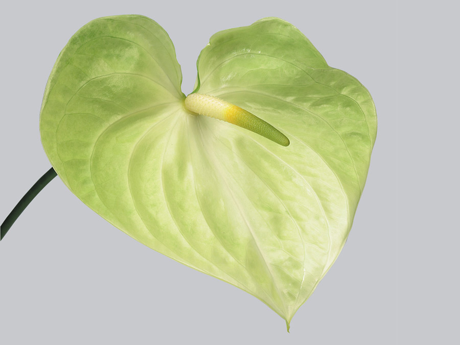 anthurium