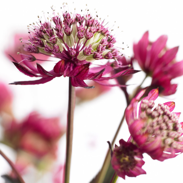 Astrantia