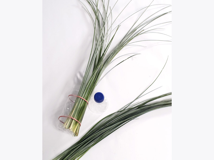 beargrass