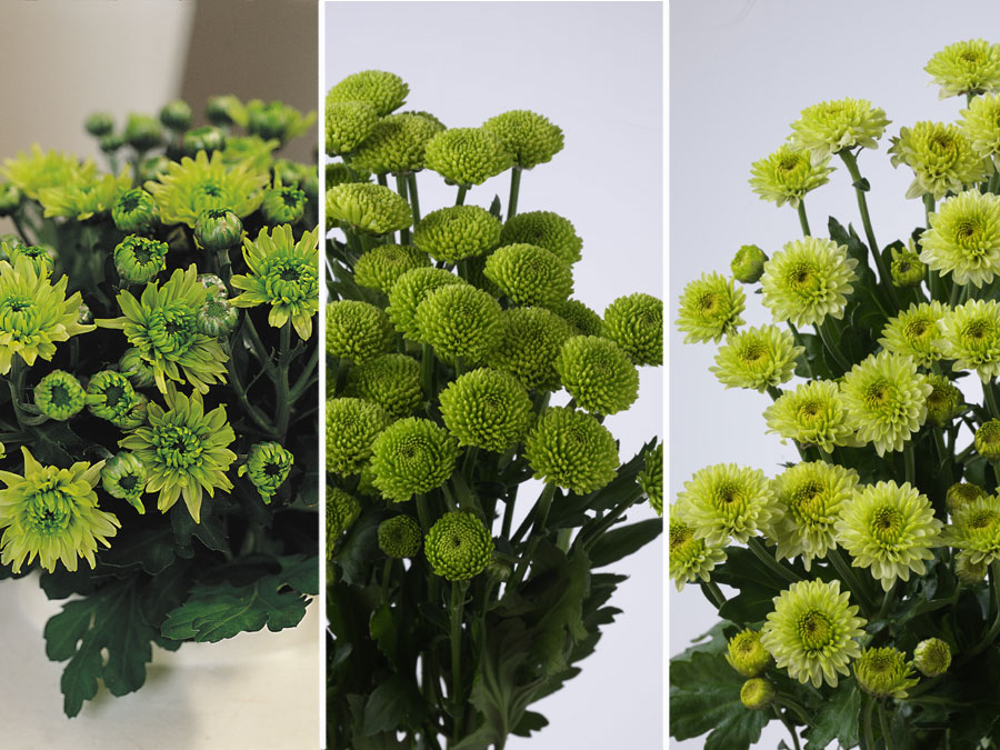 Chrysanthemum
