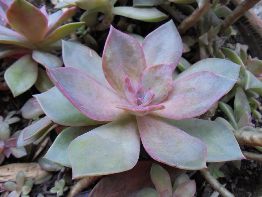 Echeveria