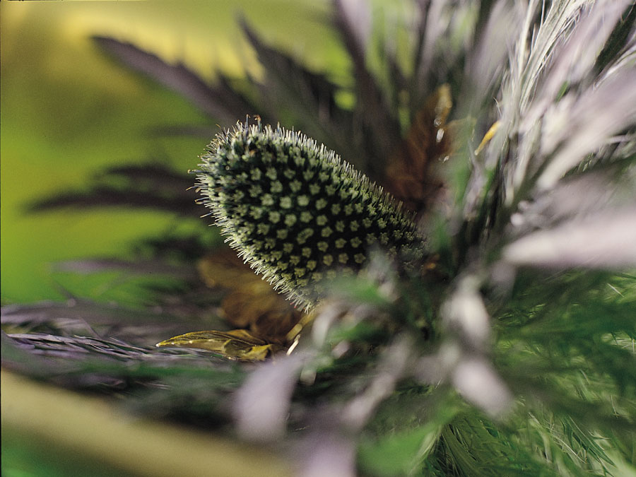 eryngium