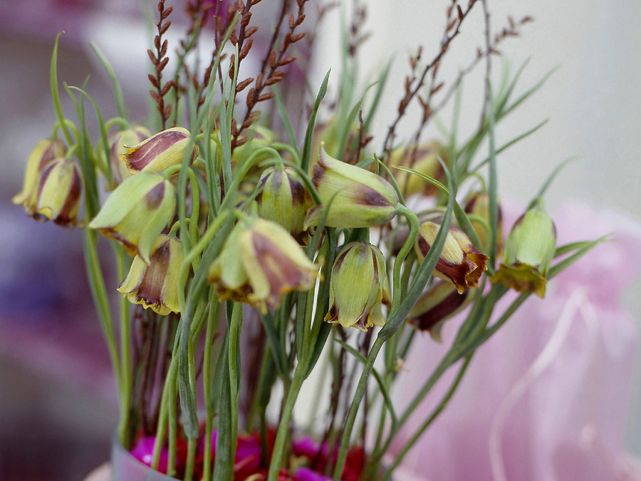 Fritillaria