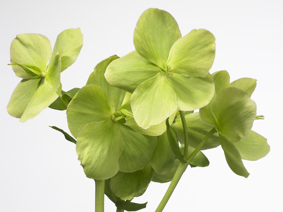 Helleborus