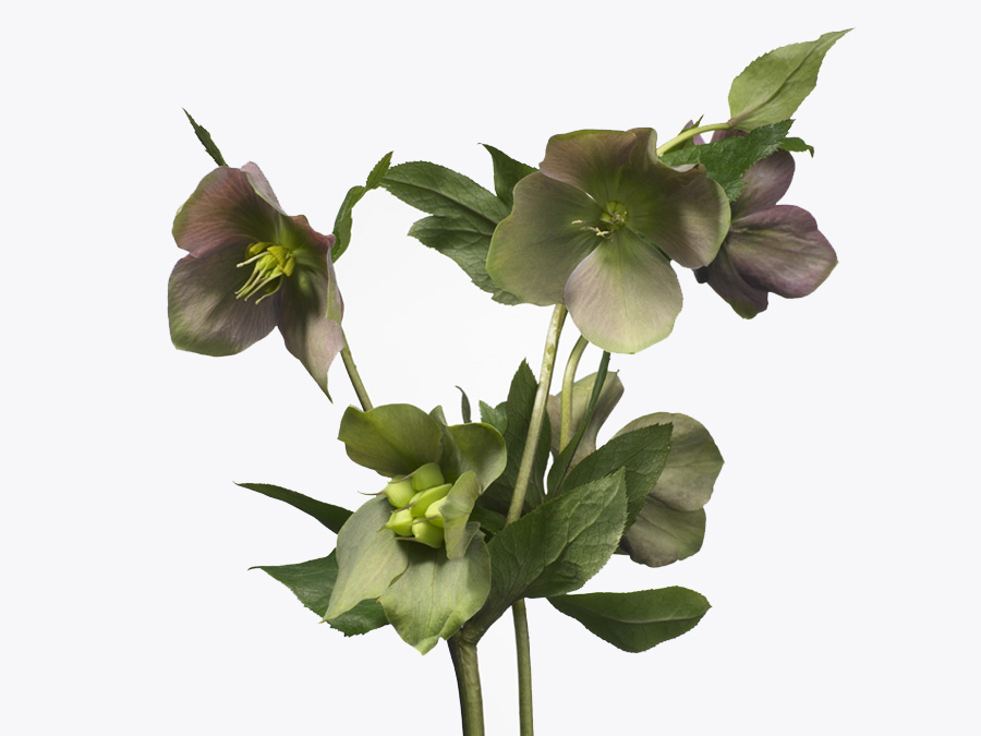 helleborus1