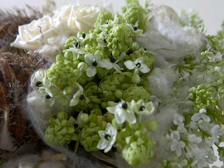 Ornithogalum saundersiae