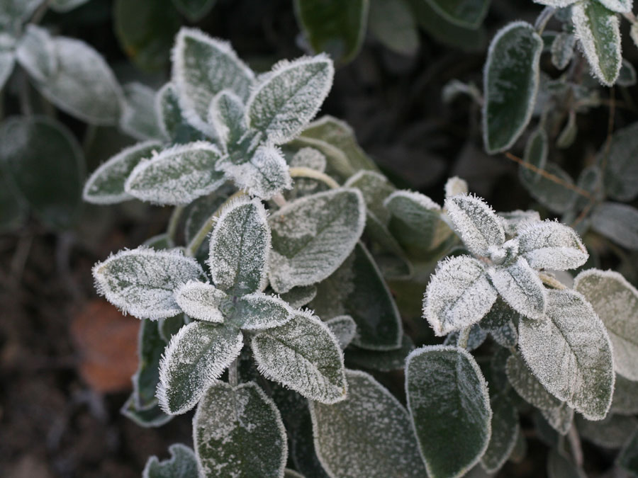 Salvia argentea