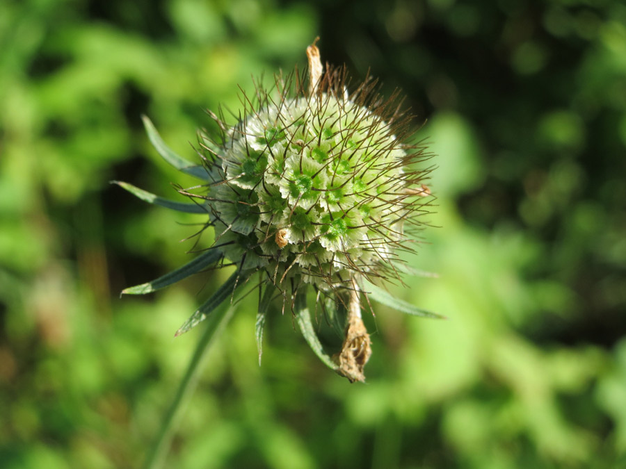 scabiosa