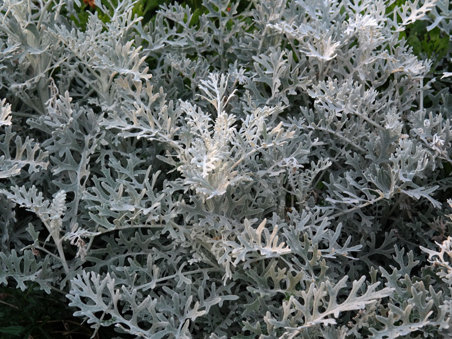 senecium