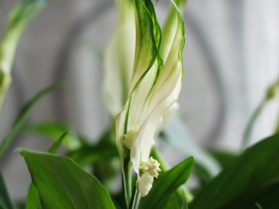 Spathiphyllum