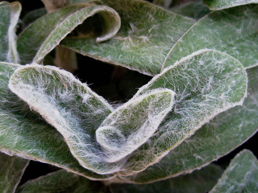 stachys_byzantina