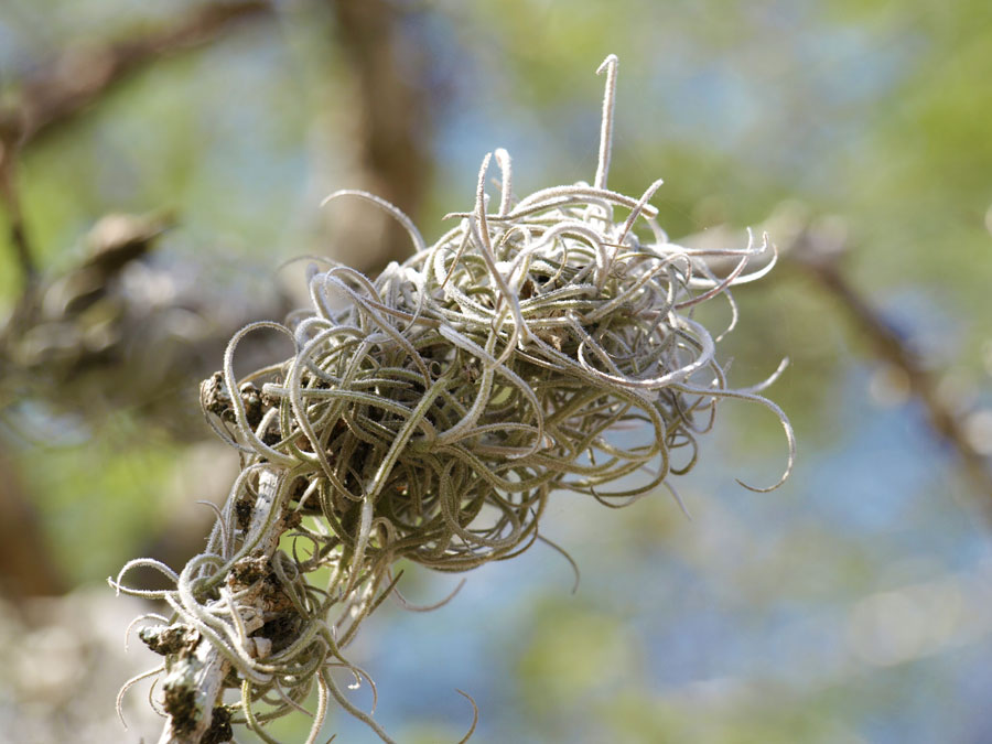 Tillandsia