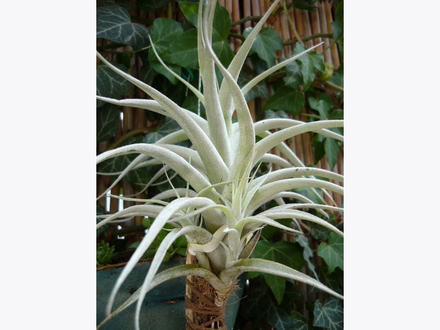 Tillandsia