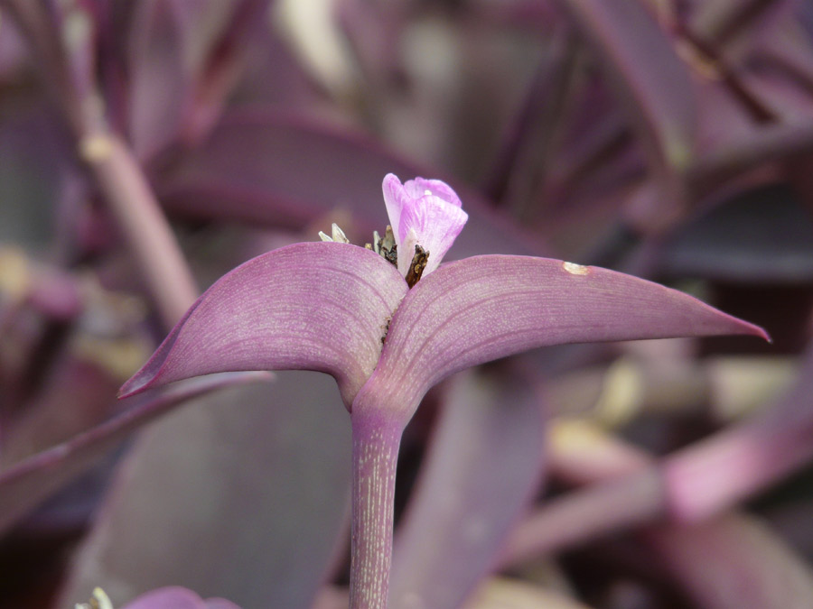 Tradescantia