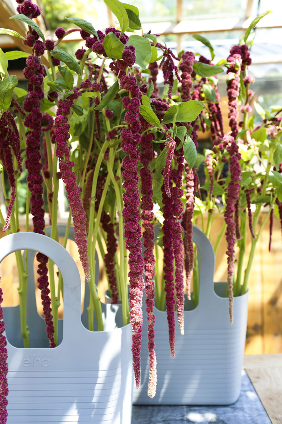 Amaranthus caudatus