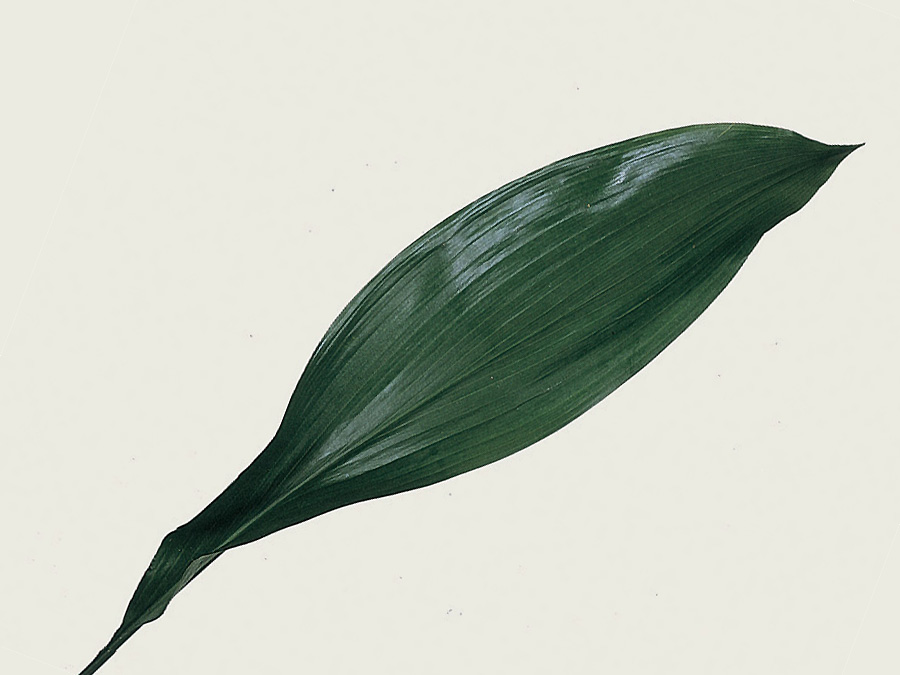 Aspidistra