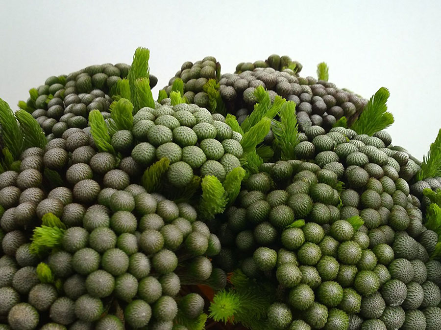 brunia_albiflora