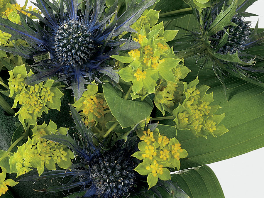 Bupleurum