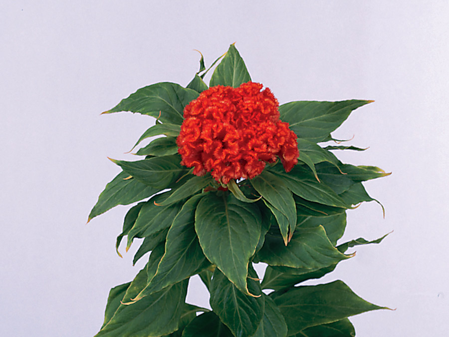 Celosia cristata