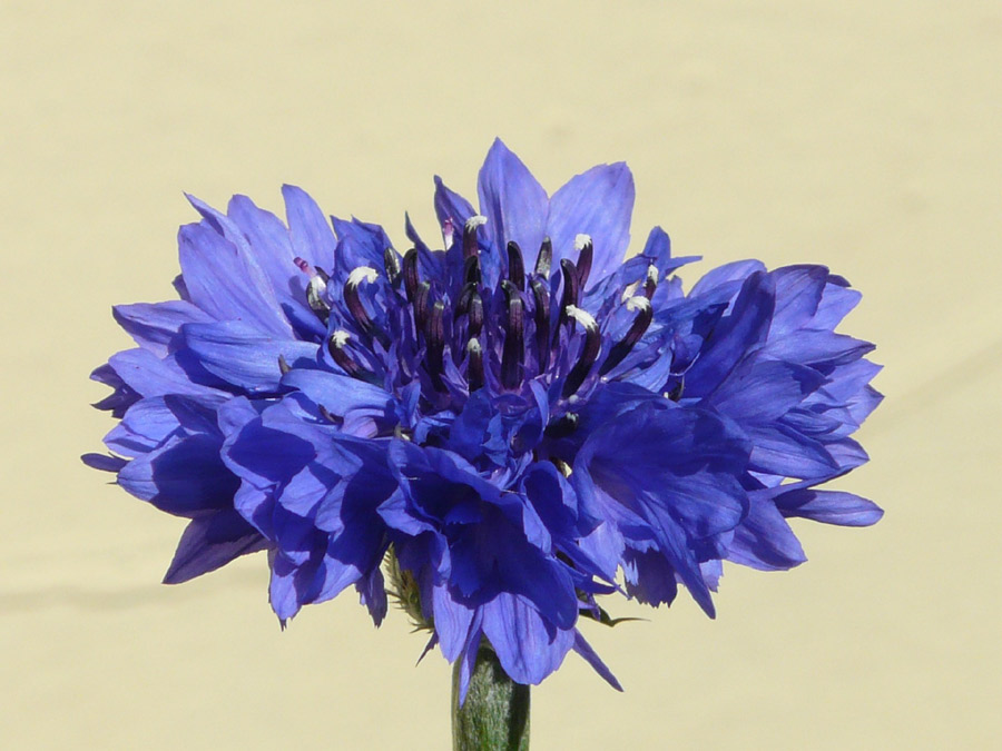 centaurea
