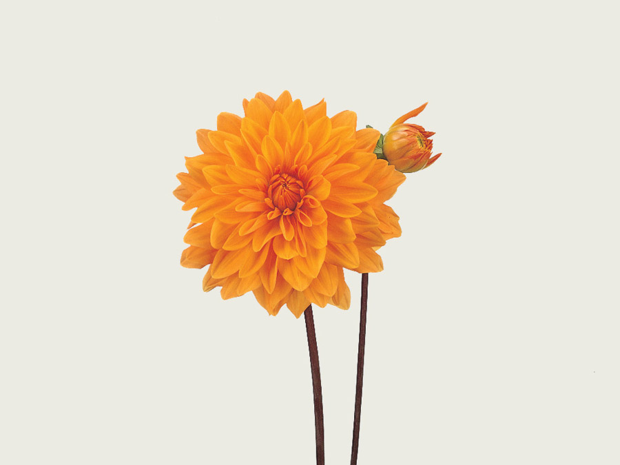 Dahlia