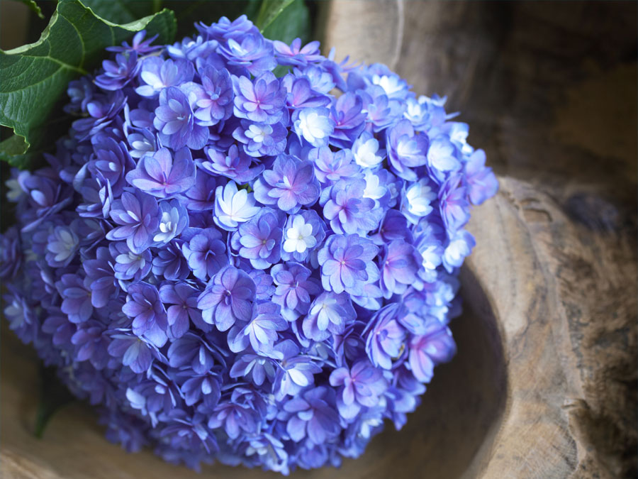 hydrangea