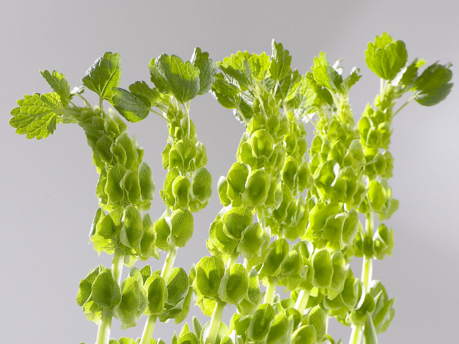 Moluccella