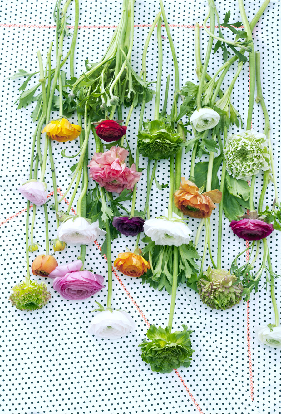 Ranunculus