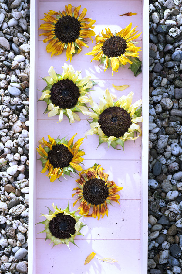 Girasole fiore del mese di Luglio