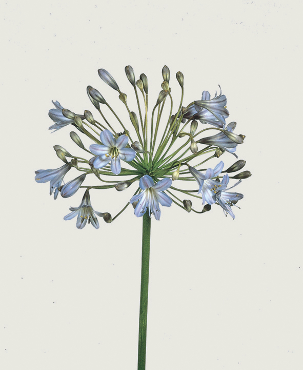 agapanthus