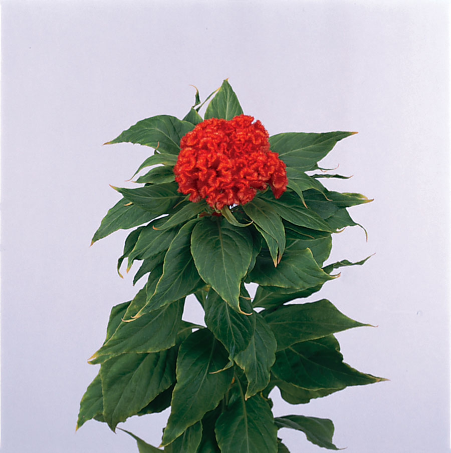 celosia