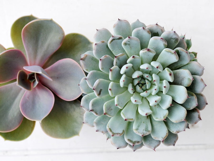 echeveria