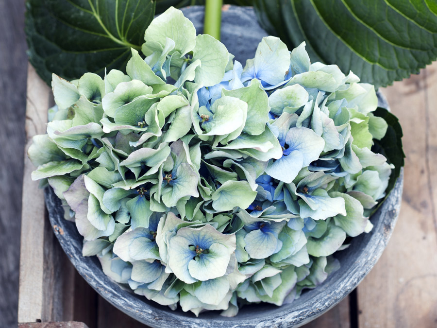hydrangea