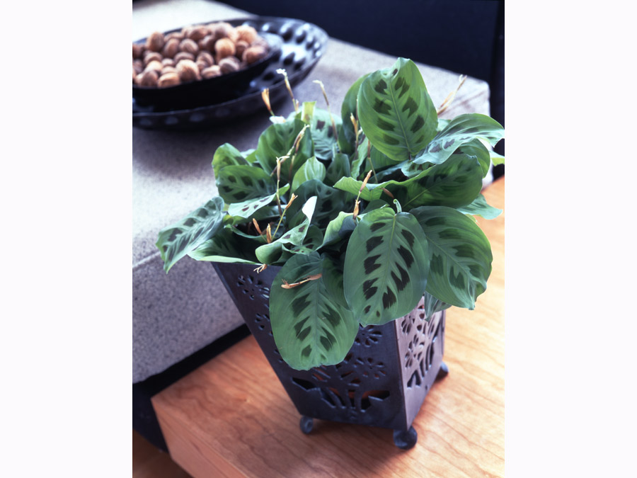 Maranta