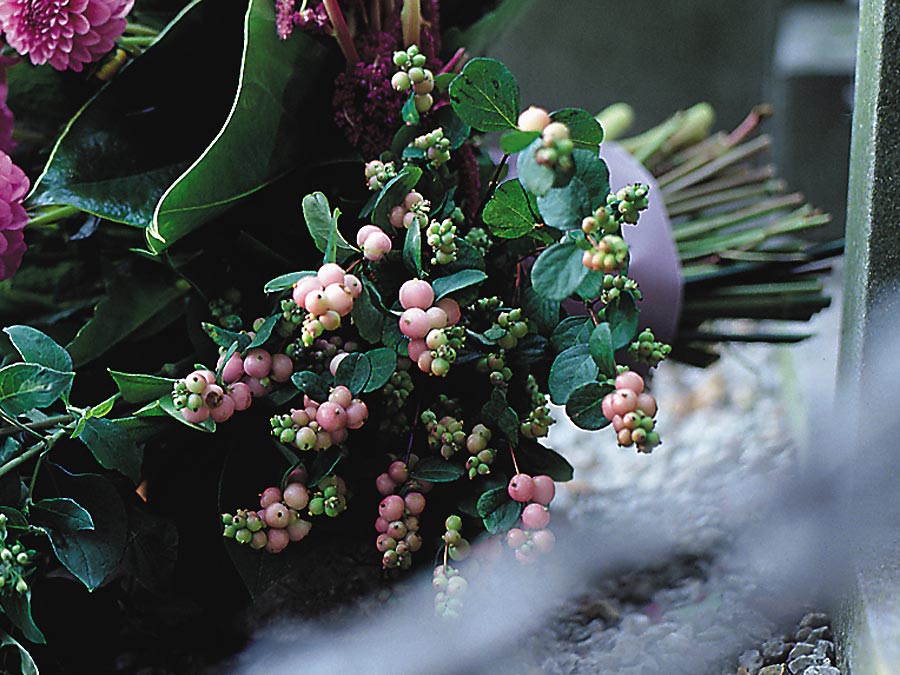 Symphoricarpos