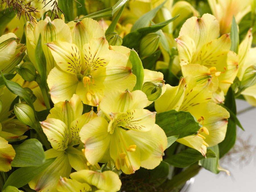 alstroemeria