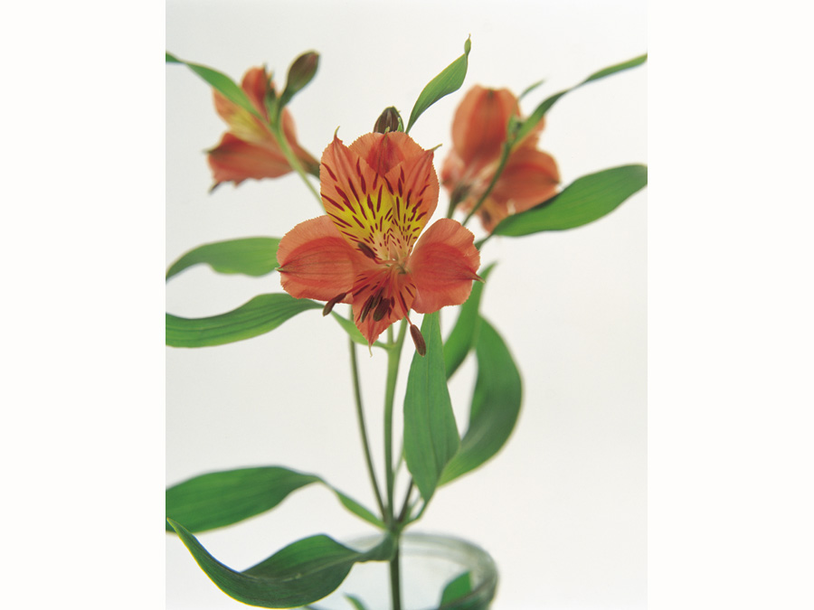 altroemeria