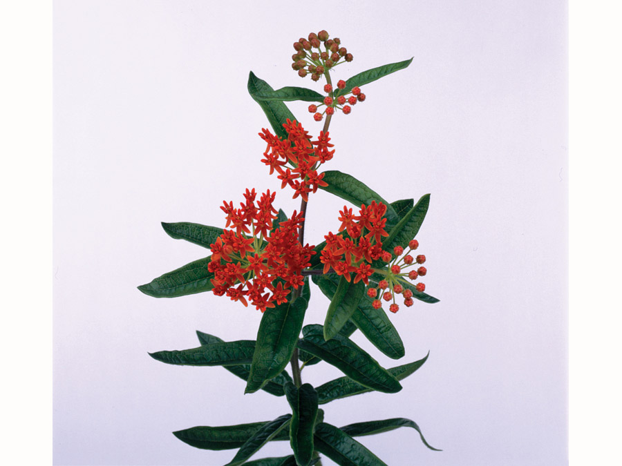 asclepias_tuberosa