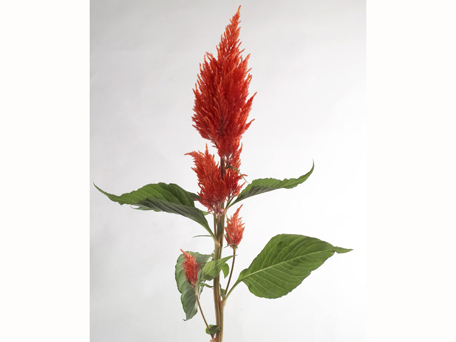 celosia_plumosa