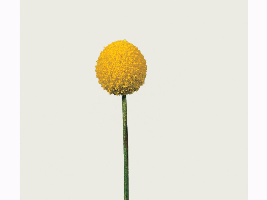 Craspedia globosa