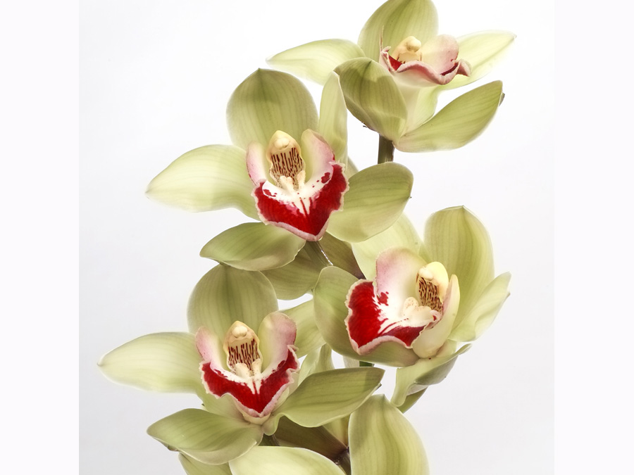 Cymbidium