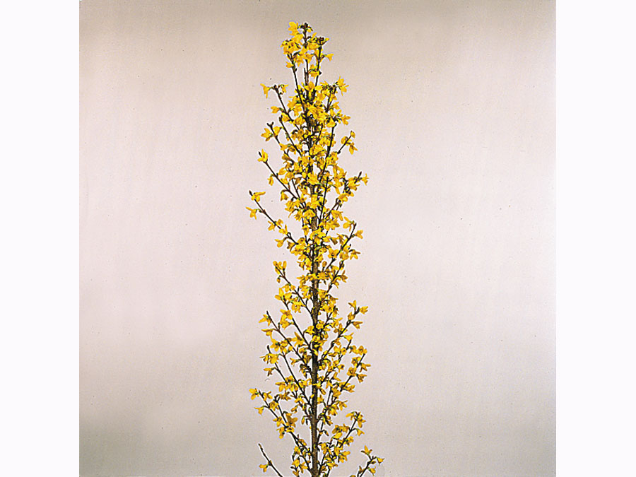 forsythia